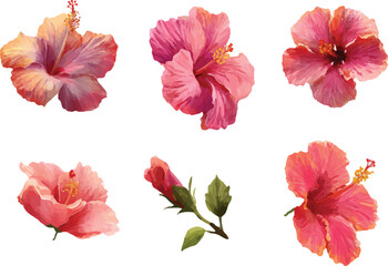 flowers isolated on white background