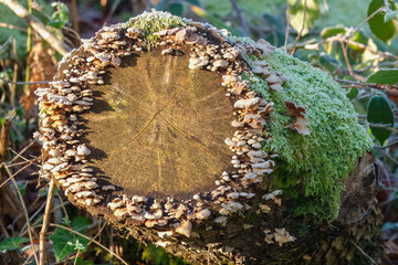 circle of bitter oysterling mushrooms growing on an old tree trunk covered in frost