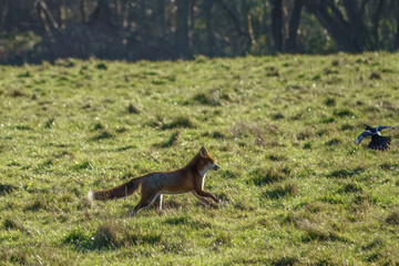  red fox wild animal vulpes vulpes running across a field with a magpie landing in the background