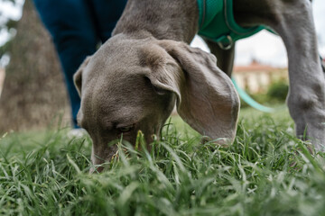 Weimaraner puppy dog sniffing green grass in a park © Jorge