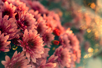 Delicate chrysanthemums bloom in the soft sunlight, floral pattern