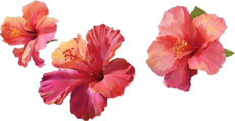 hibiscus flower isolated on white