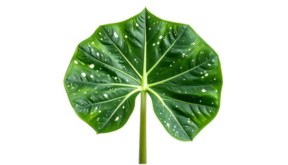 Isolated, large, heart-shaped leaf with white spots and prominent veins, green on black