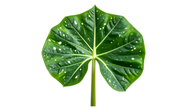 Isolated, large, heart-shaped leaf with white spots and prominent veins, green on black