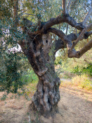 An old olive tree in the countryside on the Greek island of Crete