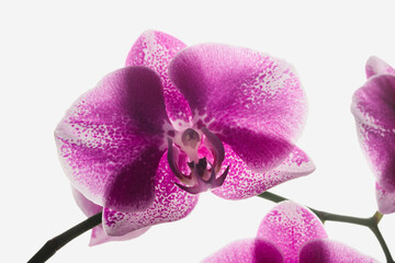 Pink orchid on a light background