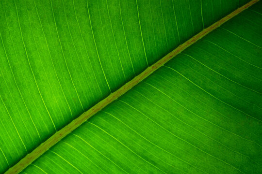 Macro shot of vivid green leaf with textured details