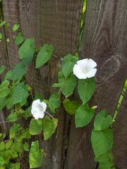 flowers on a wooden fence