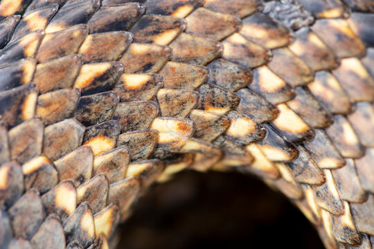 Close-up of horseshoe whip snake scales