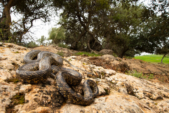 Horseshoe whip snake resting in Iberian habitat