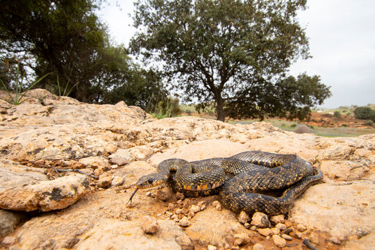 Horseshoe whip snake resting in Iberian habitat