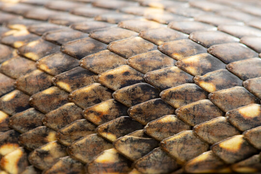 Close-up of Iberian Horseshoe Whip Snake Scales