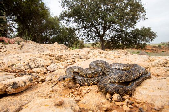 Horseshoe whip snake in natural Iberian habitat