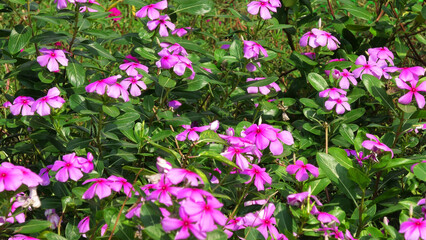 Garden plants in bloom with pink flowers