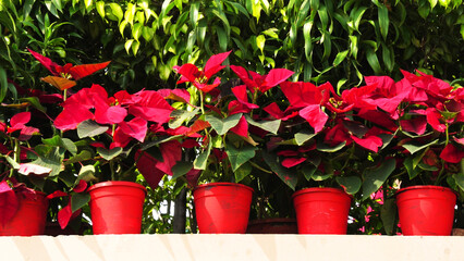 Garden plants in bloom with red flowers