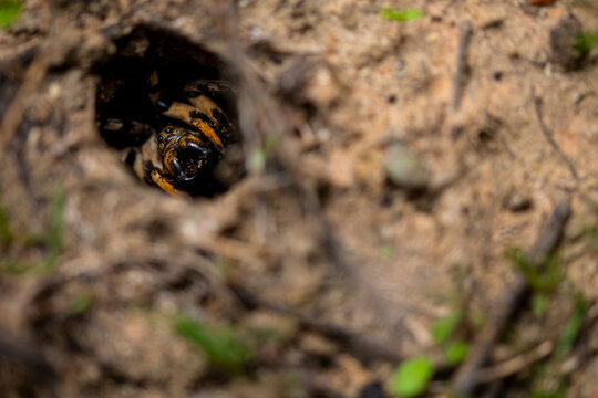Wolf spider in its burrow in the Iberian Peninsula habitat