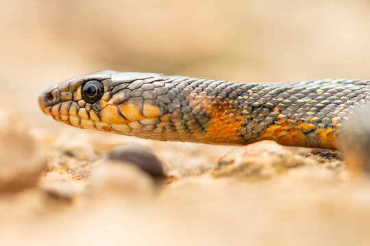 Horseshoe whip snake close-up in natural setting