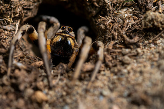 Close-up of a wolf spider in its natural habitat