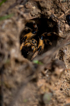 Wolf spider in its natural habitat on Iberian Peninsula