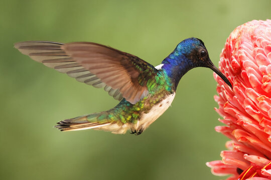 Jacobin hummingbird feeding on a vibrant flower