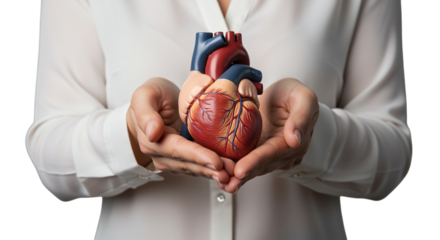 Human heart model held in hands isolated on a transparent background