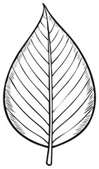 Hand drawn illustration of a leaf, botanical illustration in black and white