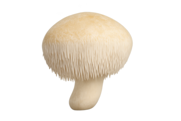 Rounded beige mushroom cap atop short pale stem with fringe-like gills
