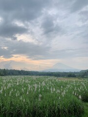 Fototapeta premium sugarcane flowers in a lush field