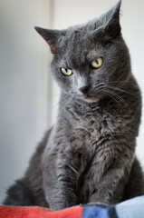 Beautiful gray cat with yellow eyes sitting on bed