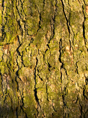 Sunlit tree bark covered with green moss, rough natural texture close-up