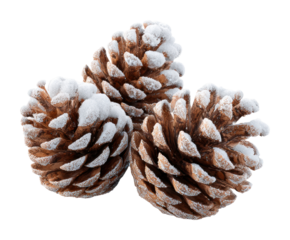 Snow-covered pine cones forest clearing nature winter mood isolated on transparent background