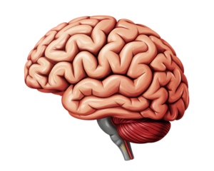 Detailed anatomical illustration of a human brain in profile against a black background