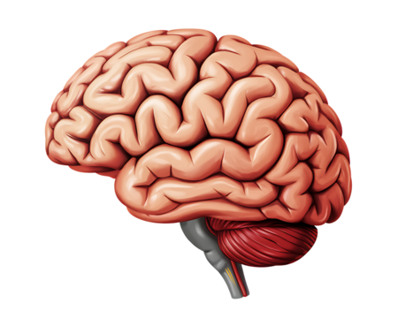 Detailed anatomical illustration of a human brain in profile against a black background