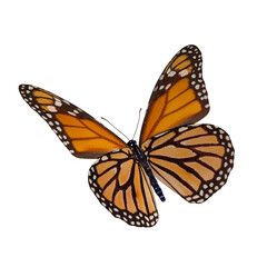 Bright-Orange-Butterfly