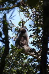 A tufted gray langur sitting on a branch