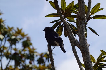 a colorful bush warbler perched on a branch