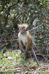 Toque maceque monkey sri lanka