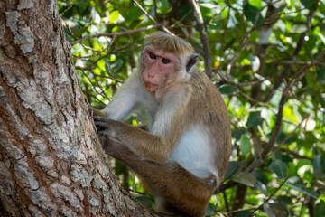 Toque maceque monkey sri lanka