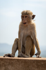 Naklejka premium Toque maceque monkey sri lanka