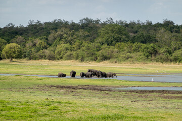 Elephant family walking togheter in nature © Suze