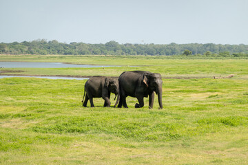 Elephant family walking togheter in nature © Suze