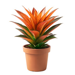 Vibrant orange bromeliad plant in a terracotta pot isolated on transparent background