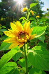 Joyful bloom Vibrant petals unfurling in sunlight, symbolizing inner happiness and a thriving spirit. Macro shot of a single, vibrant sunflower with its petals fully open, bathed in warm golden hour