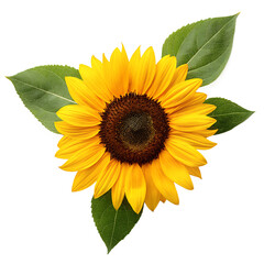 Bright yellow sunflower with green leaves isolated on transparent background