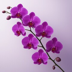 Purple orchid branch with blooms and buds