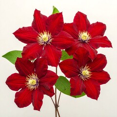 Close-up of four vibrant red flowers with yellow centers and green leaves against a light background