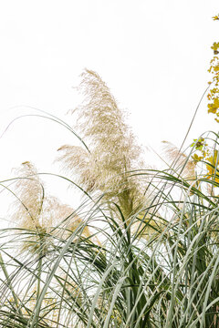 Cortaderia selloana against a clear sky background