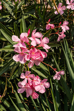 Pink nerium oleander blossoms with lush green leaves