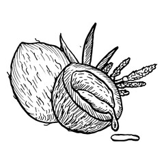 Half and whole coconut fruit ink drawing vector illustration isolated. Outline tropical fruit for food backgrounds, cosmetic design. Coco palm leaves and flowers with coconut milk engraving line art.