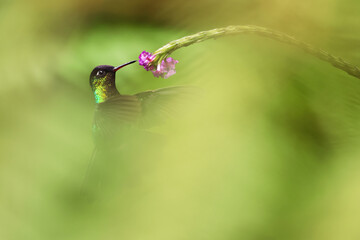 Fiery-throated hummingbird with ethereal surroundings
